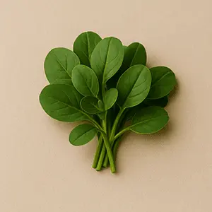 VittaBurn Ingredient