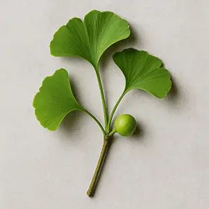 VittaBurn Ingredient