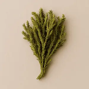 VittaBurn Ingredient