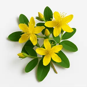 VittaBurn Ingredient